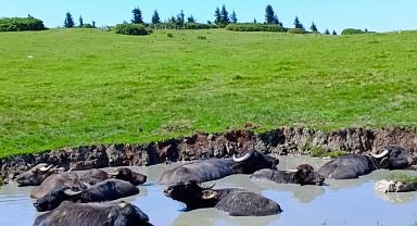 Giresun'a manda yetiştiriciliği kazandırmaya devam ediyor