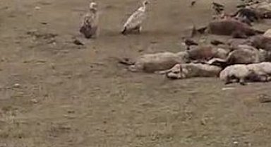 Göle'de kara akbaba sürüsü görüntülendi
