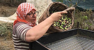 Günlük 3 bin liraya çalışacak zeytin işçisi bulunamıyor