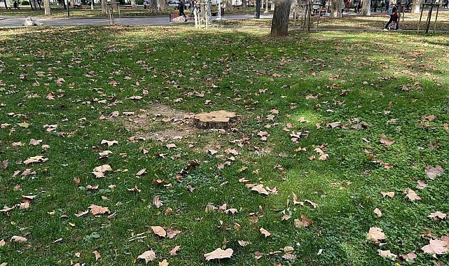 İBB Gülhane Parkı'ndaki 50 ağacı kesti