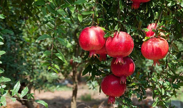 İhracatta nar bereketi: 100 milyon doları aştı