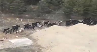 Isparta'da başıboş köpekler keçi sürüsüne saldırdı, bir keçi telef oldu