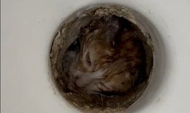 Isparta'da tuvalet giderine sıkışan yavru kurtarıldı