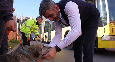 İstanbul İETT'nin patili ailesi büyüyor