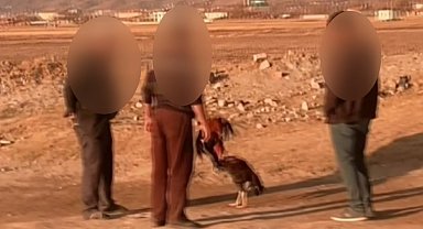 Jandarmadan bahisli horoz dövüştürücülerine suçüstü baskın