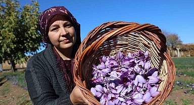 Kadın girişimcinin safran üretimi bölgeye örnek oldu: 300 bin liralık ürün gramla satılıyor
