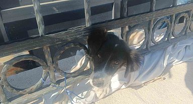 Kafası demir parmaklıklara sıkışan köpek itfaiye tarafından kurtarıldı