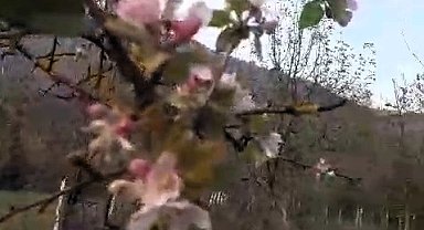 Karabük'te elma ağacı Kasım ayında ikinci kez çiçek açtı
