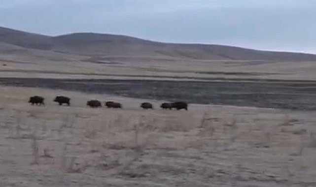 Kars'ta domuz sürüsü görüntülendi