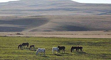 Kars'ta yılkı atları görüntülendi