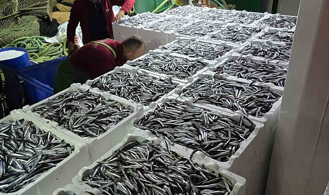 Kastamonu'da hamsi bereketi sürüyor