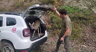 Kastamonu'da tedavileri tamamlanan yaban hayvanları yeniden doğaya salındı