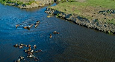 Kayseri Büyükşehir'den manda üreticisine destek