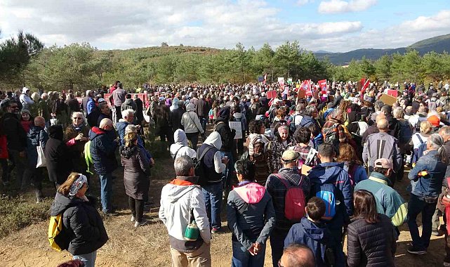 Kaz Dağları'ndaki ağaç kesimine çevrecilerden tepki