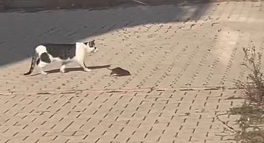 Kedi, cüsseli fare ile baş edemedi