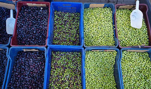 Kilis'te yerli sofralık zeytin tezgahlarda yerini aldı
