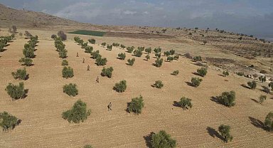 Kilis'te zeytin bahçeleri jandarmaya emanet