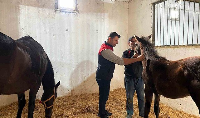 Kırklareli'nde safkan atlar aşılandı