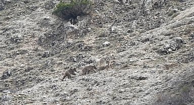 Kış uykusu öncesi doğada yavrularıyla gezinen ayı görüntülendi