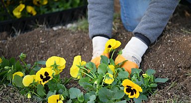 Kocaeli Çayırova'da mevsimlik çiçek ekimi