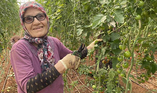 Kocası 5 çocuğuyla bırakıp kaçınca 46 sene ev temizledi, şimdi ise 75 yaşında serada çalışıyor