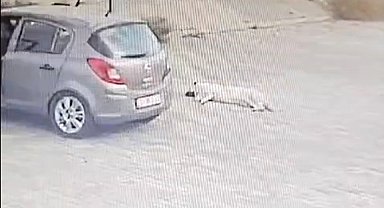Köpeği çiğneyen sürücü serbest kaldı