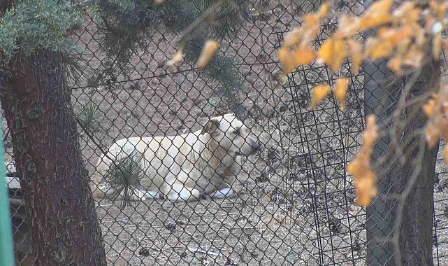 Köpekler tarafından yaralanan profesörün mahallesinde insanlar tedirgin