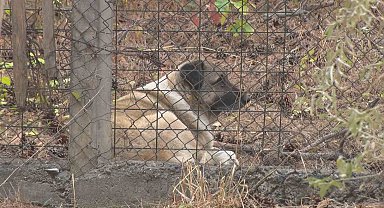 Köpeklerin saldırısına uğrayan akademisyenin mahallesinde tedirginlik