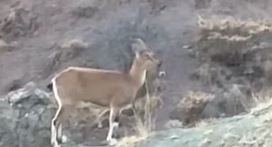 Koruma altındaki dağ keçisi ve yavruları Harput'ta görüntülendi