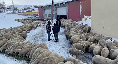 Mahsur kalan koyunlara ve çobanlara başkan sahip çıktı