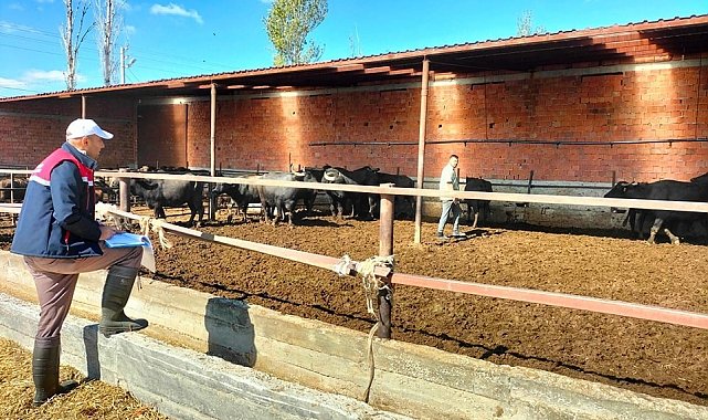 Mandalara küpeleme işlemi yapıldı