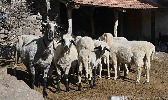 Manisa'da 'Mavi Dil' hastalığıyla mücadelede ediliyor