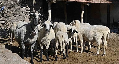 Manisa'da 'Mavi Dil' hastalığıyla mücadelede ediliyor