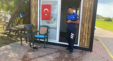 Maskot karganın 'firari' karga olduğu ortaya çıktı