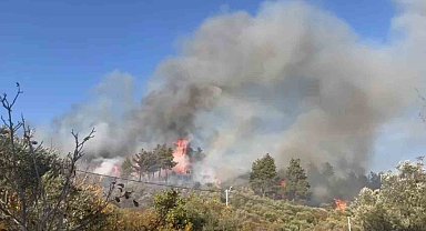 Menteşe'de orman yangını, söndürme çalışmaları sürüyor