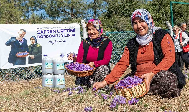 Mersin Yenişehir'de safran üretimi 4. yılına girdi