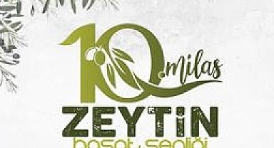 Milas'ta zeytin hasat şenliği için geri sayım başladı