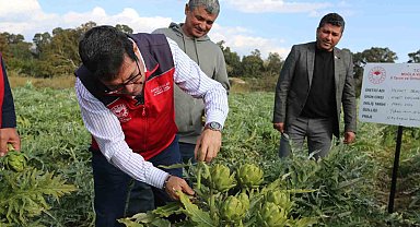 Muğla'da hedef 12 ay Enginar üretimi