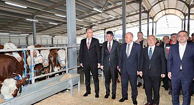 Ordu'da üreticilere gebe düve dağıtımı gerçekleştirildi