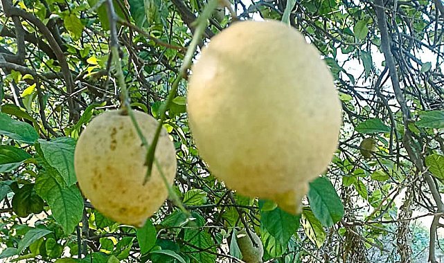 Ortaca'da limon ve greyfurt bahçelerinde incelemelerde bulunuldu