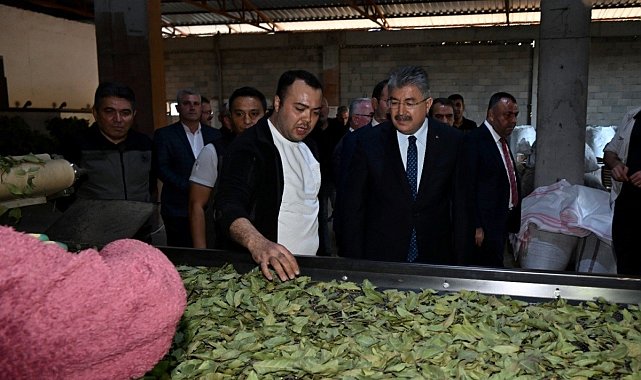 Osmaniye'de defne yaprağı hasadı başladı