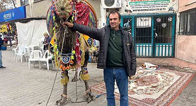 Pehlivan develer havutlandı