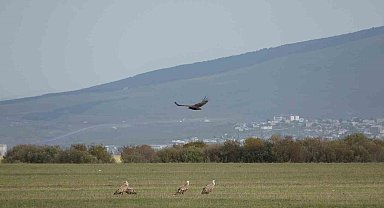 "Doğanın çöpçüsü" kara akbabalar leş üzerinde keşif uçuşu yaparken görüntülendi