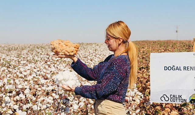 Şanlıurfa'da doğal renkli pamuğun hasadı başladı
