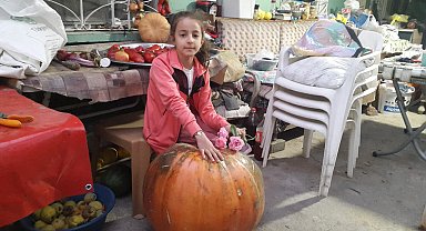 Sarıgöl'de devasa kabak ilgi odağı oldu