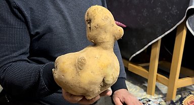 Satın aldığı patates çuvalında ördeğe benzer patates çıktı