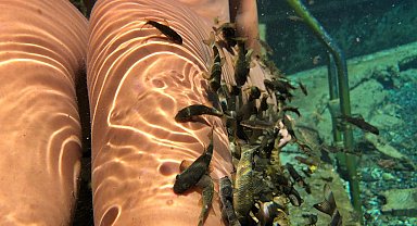 Sedef hastalığına 'balıklar' şifa oluyor