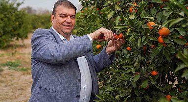 Seferihisar'da Mandalina Şenliği heyacanı