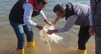 Siirt'te 2 milyon balık yavrusu baraj göllerine bırakıldı