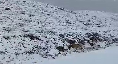 Siirt'te mevsimin ilk karı yağdı